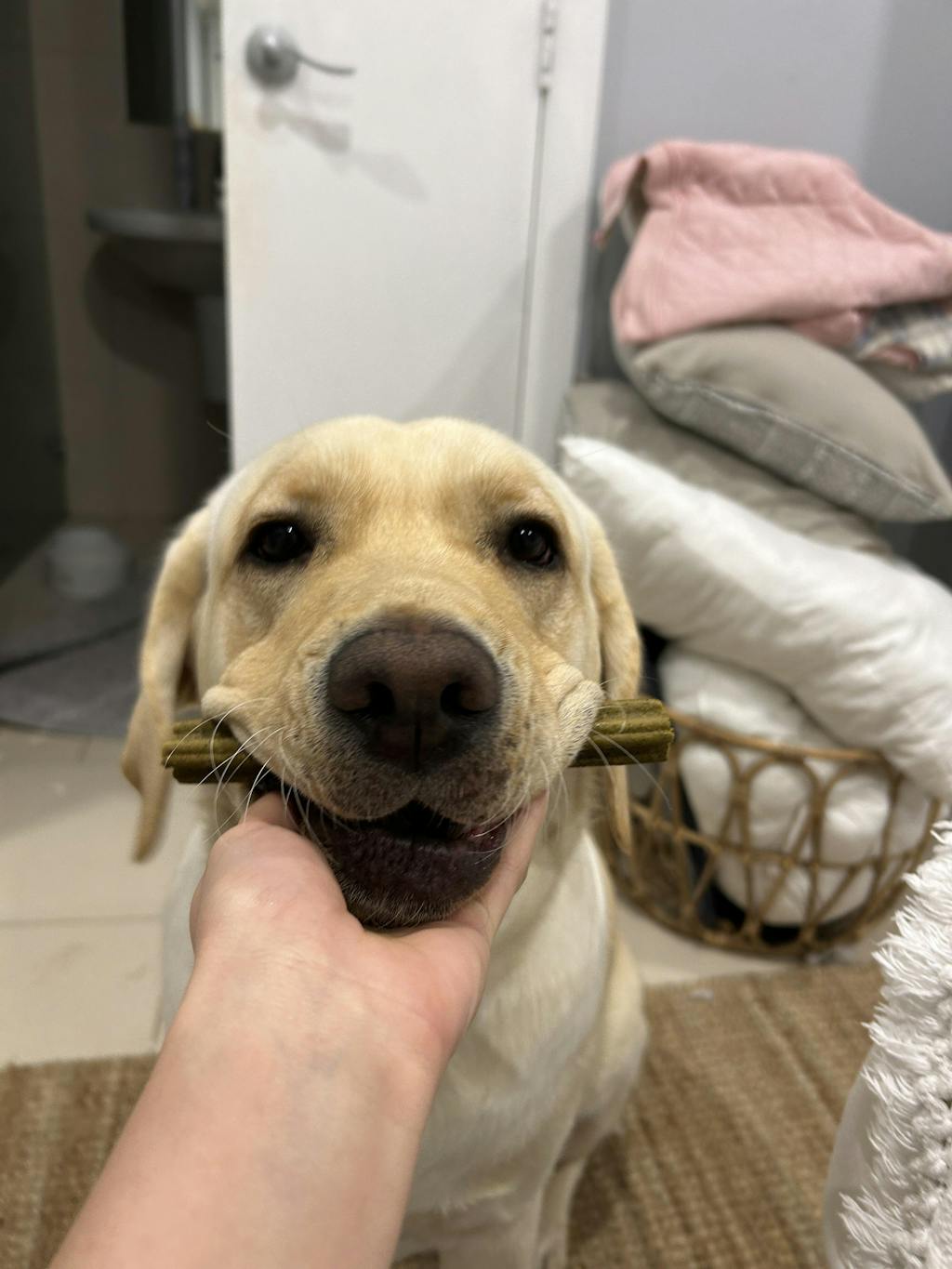 Kangaroo Dental Chews Kangaroo Dog Treats Kangaroo, Mint & Turmeric