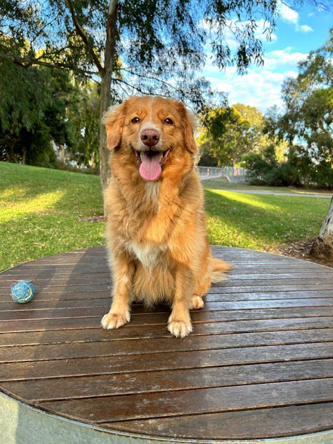 Dog Healthy Treats Bundle - 3 Pack