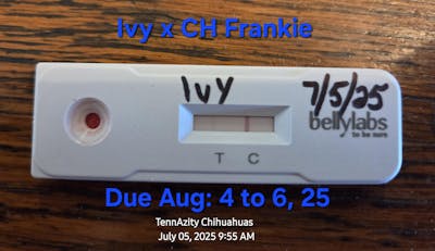Bellylabs Pregnancy Test For Dogs