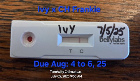 Bellylabs Pregnancy Test For Dogs