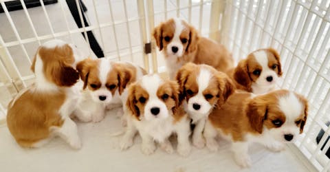 Bellylabs Pregnancy Test For Dogs