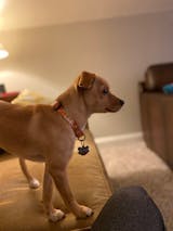 A Girl’s Best Friend Dog Collar