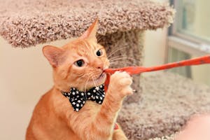 Best Friends Cat Wand