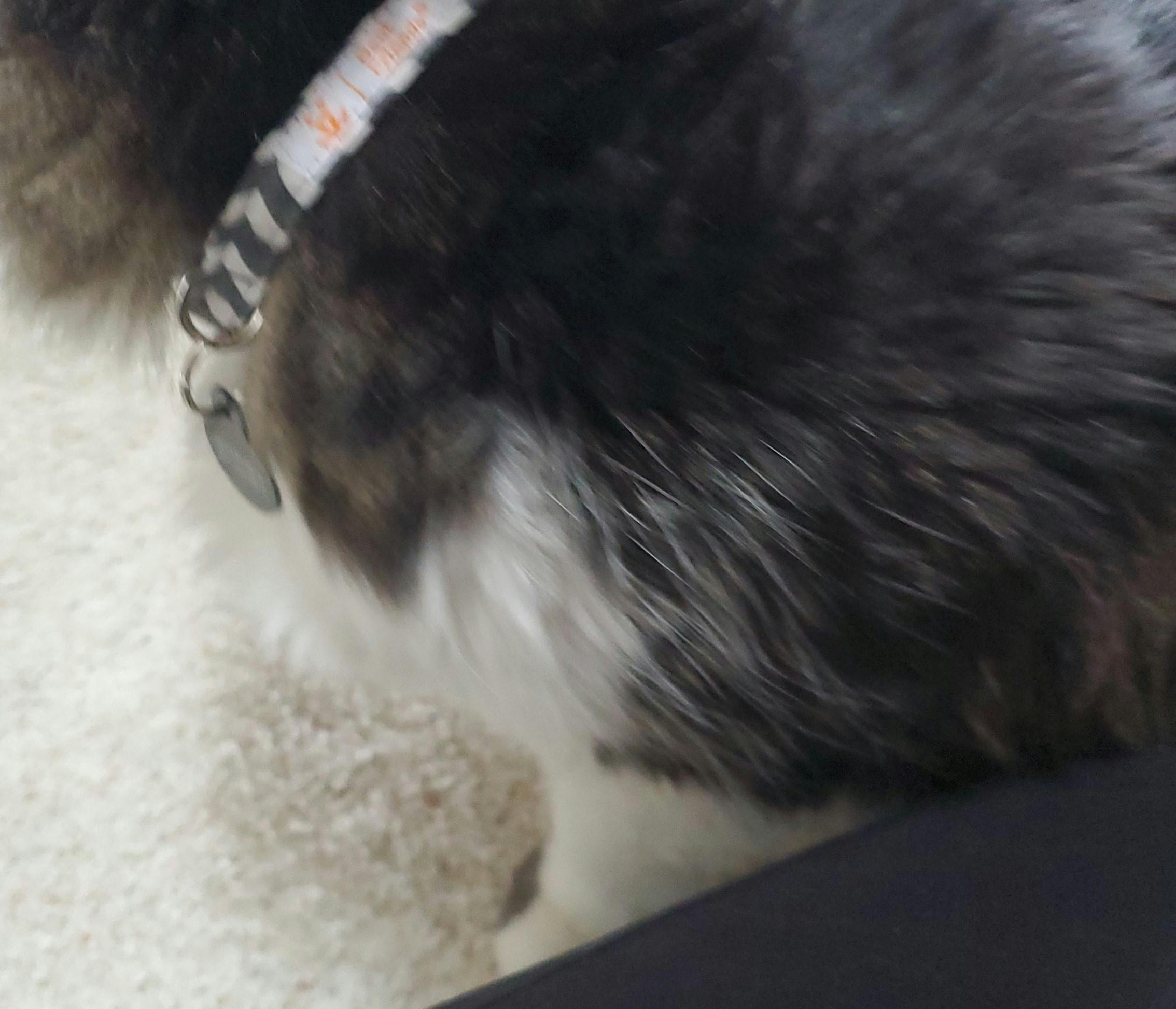 cat keeps getting collar off