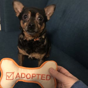I'm Adopted Dog Toy