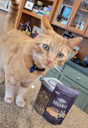 Cat Collar Adult