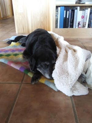 Luxe Sherpa Throw Blanket