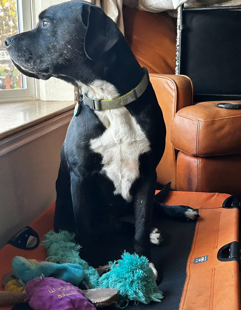 Folding Pet Cot w/Collapsible bowl