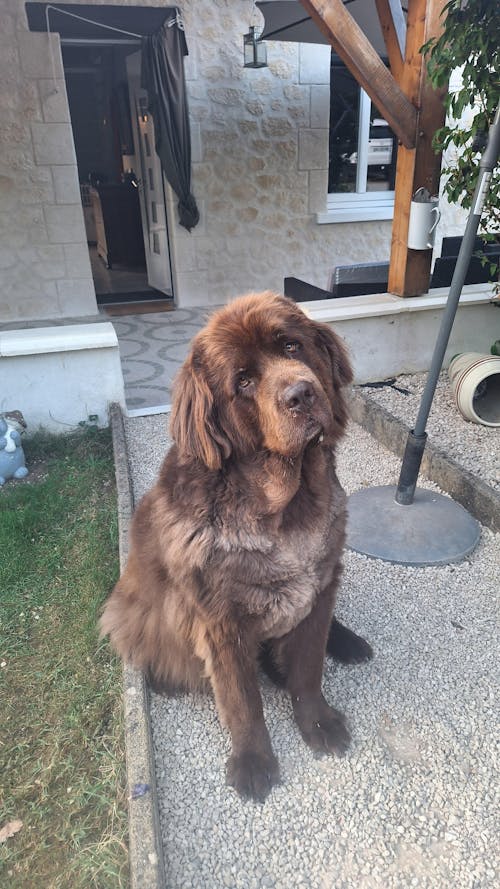 Complément Digestion