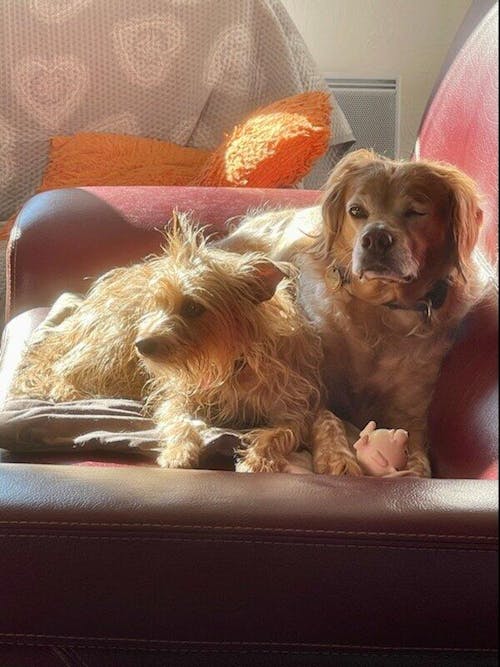 Complément Haleine, Dents & Gencives