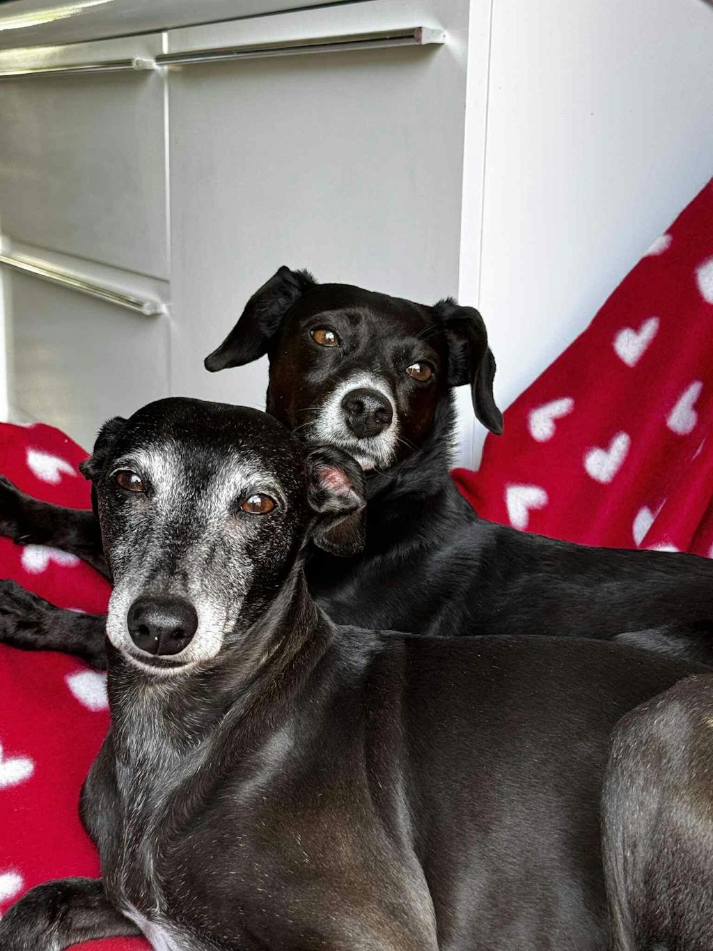 Complément Haleine, Dents & Gencives