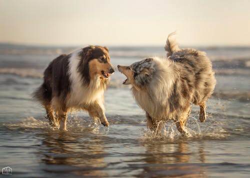 Complément Articulations