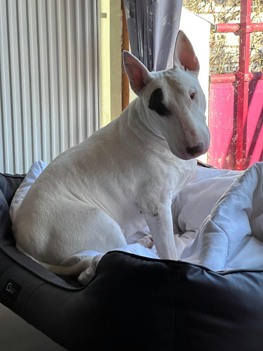 Complément Articulations