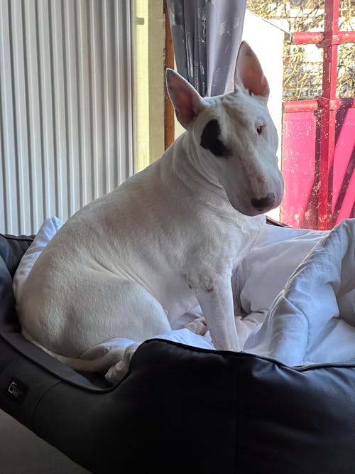 Complément Articulations