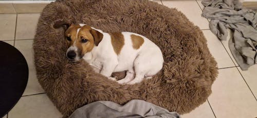 Complément Articulations