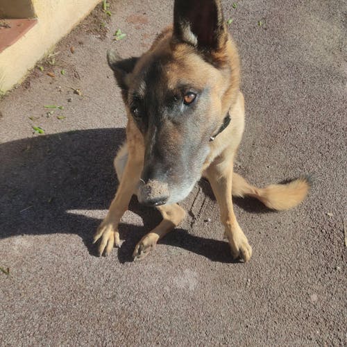 Complément Articulations