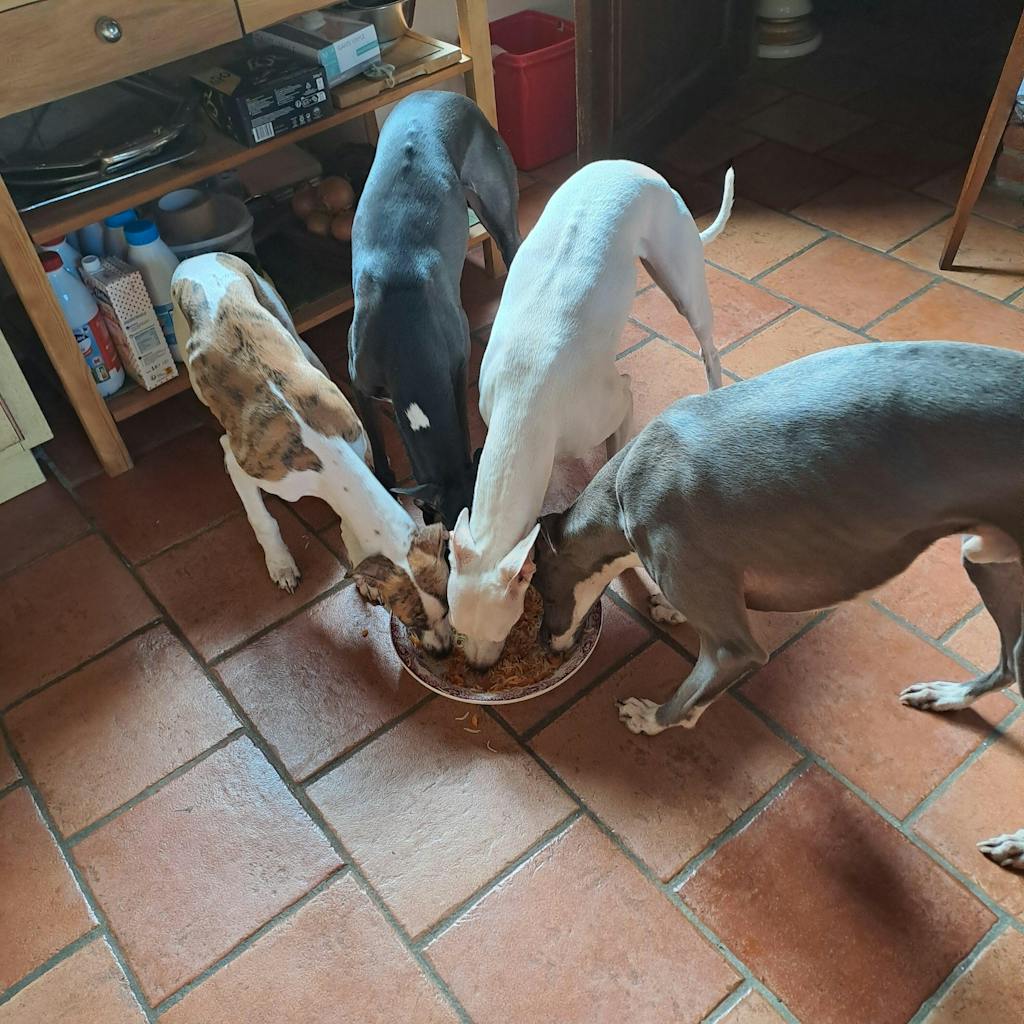 Complément Digestion