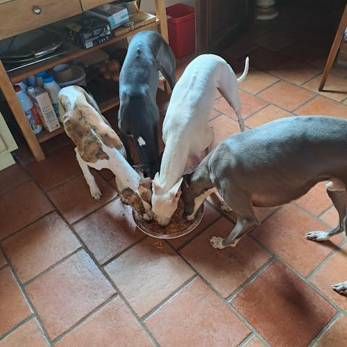 Complément Digestion