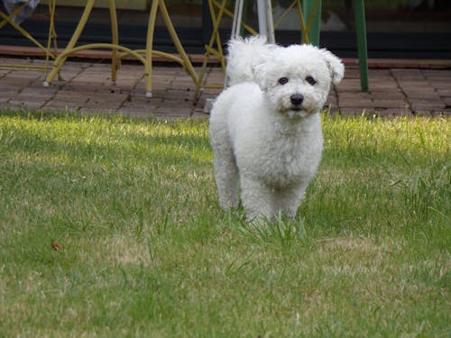 Complément Anti Démangeaisons