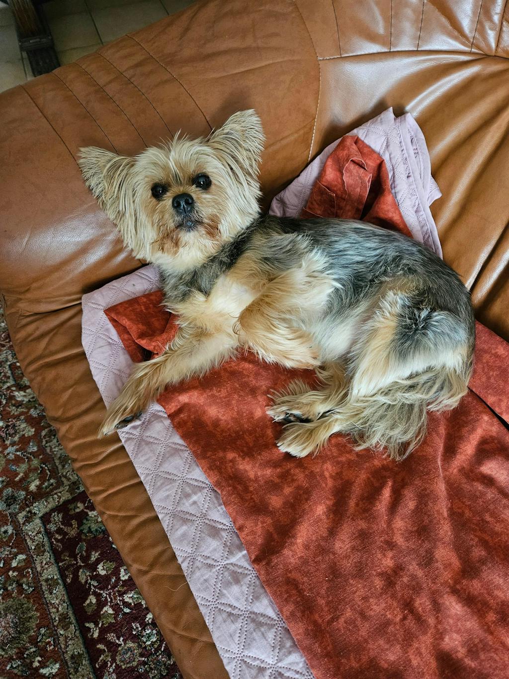 Complément Haleine, Dents & Gencives