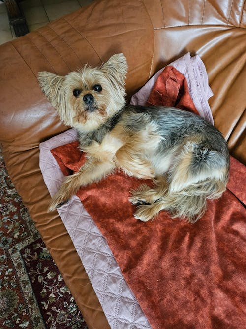 Complément Haleine, Dents & Gencives