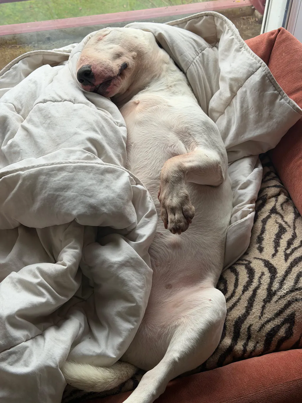 Complément Articulations