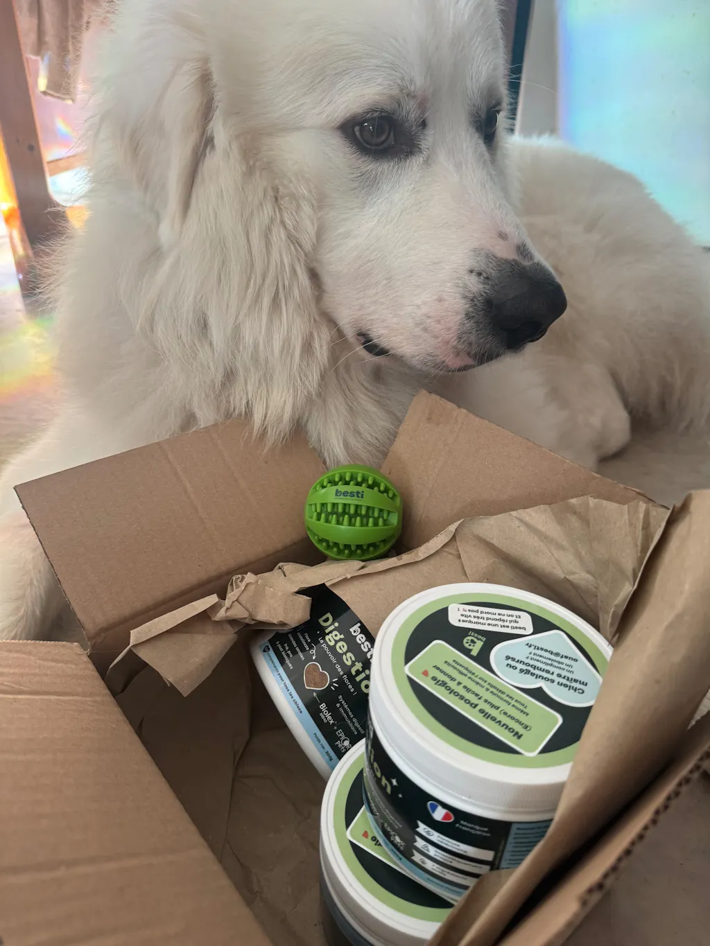 Complément Digestion