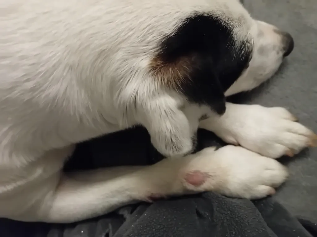 Complément Anti-Démangeaisons