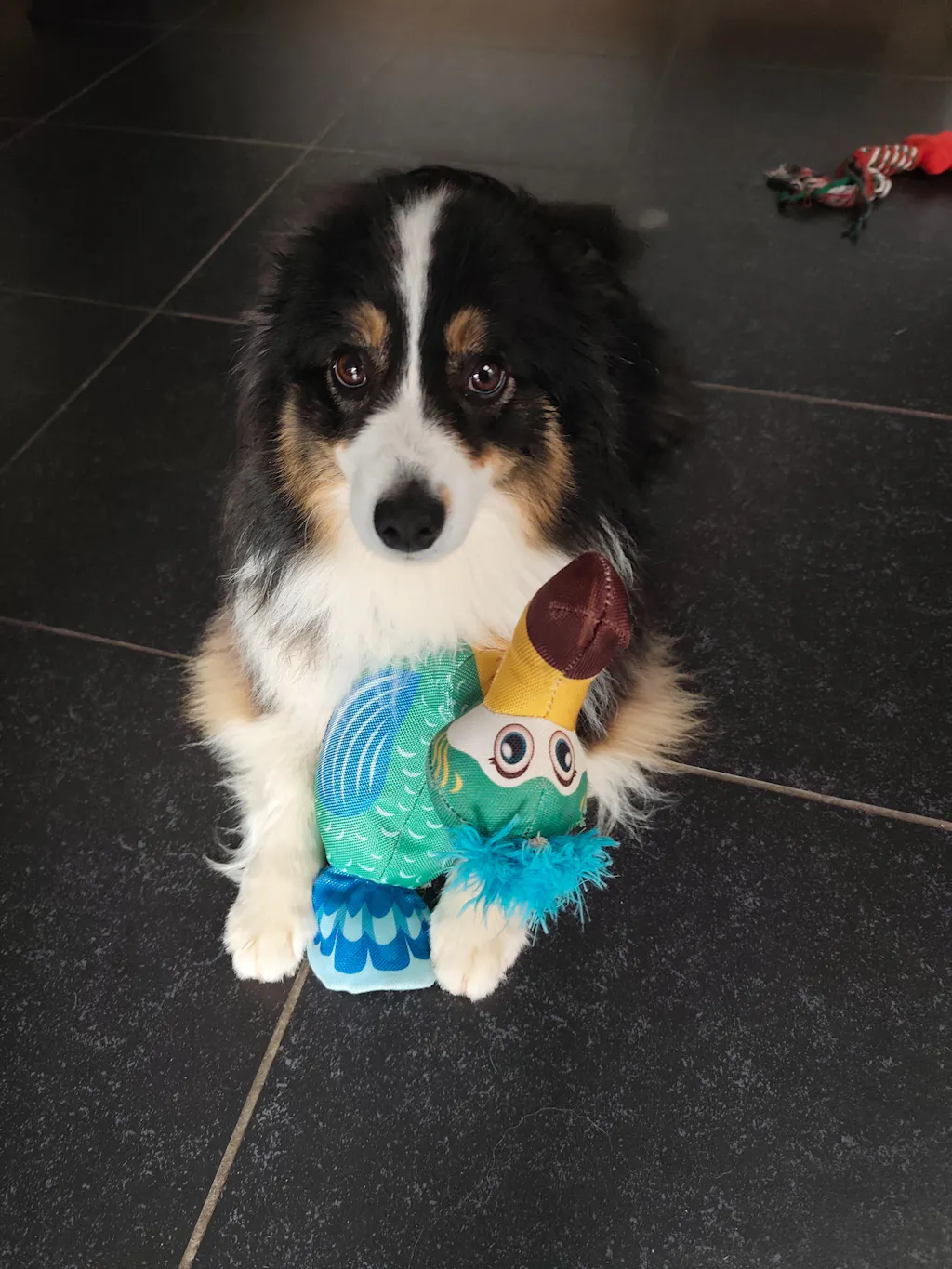 Complément Articulations