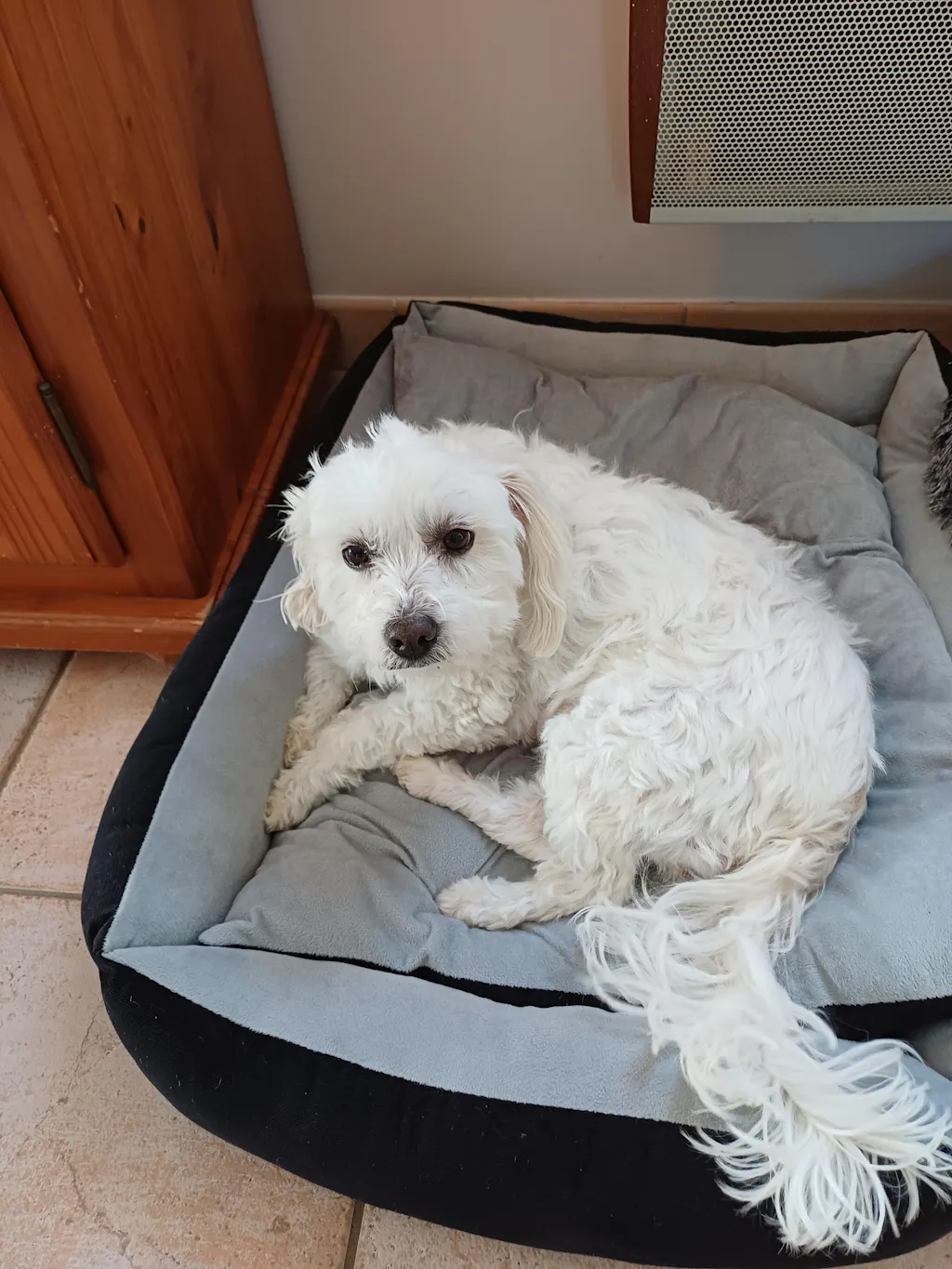 Complément Anti-Démangeaisons