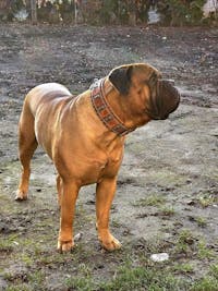 The ''SPQR'' Dog Collar