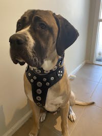 ''Bijou'' harness Black & Blue for big dogs