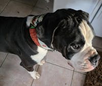 The JK Limited Collar