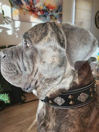 "Aztec" black dog collar