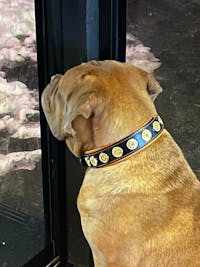 The "Bijou" collar orange