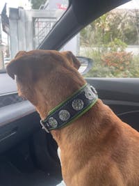 "Bijou" collar black & green