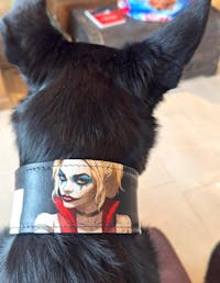 The Harley Limited Collar