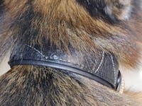 The "Korona" collar BLACK EDITION