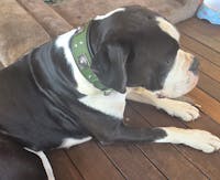 The "Eros" collar 2.5 inch wide Green