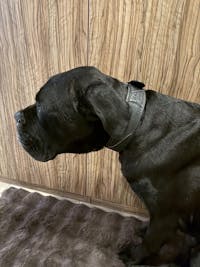 The "Korona" collar BLACK EDITION