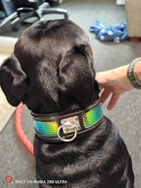 The ''D`Albertis'' collar