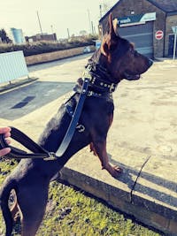 The "Maximus" harness V2