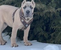 "AZTEC" BIG dog SET - Harness - collar - lead. Brown