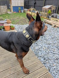 The "Maximus" collar 2.5 inch wide black & gold