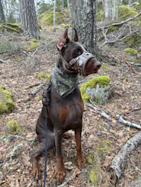 The "Aztec" leather muzzle