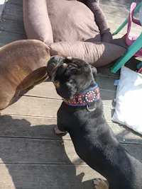 ''Captain A'' Collar