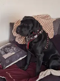The "Eros" collar 2.5 inch wide black & red