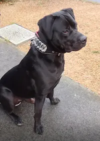 The "Kennel" collar- personalized!