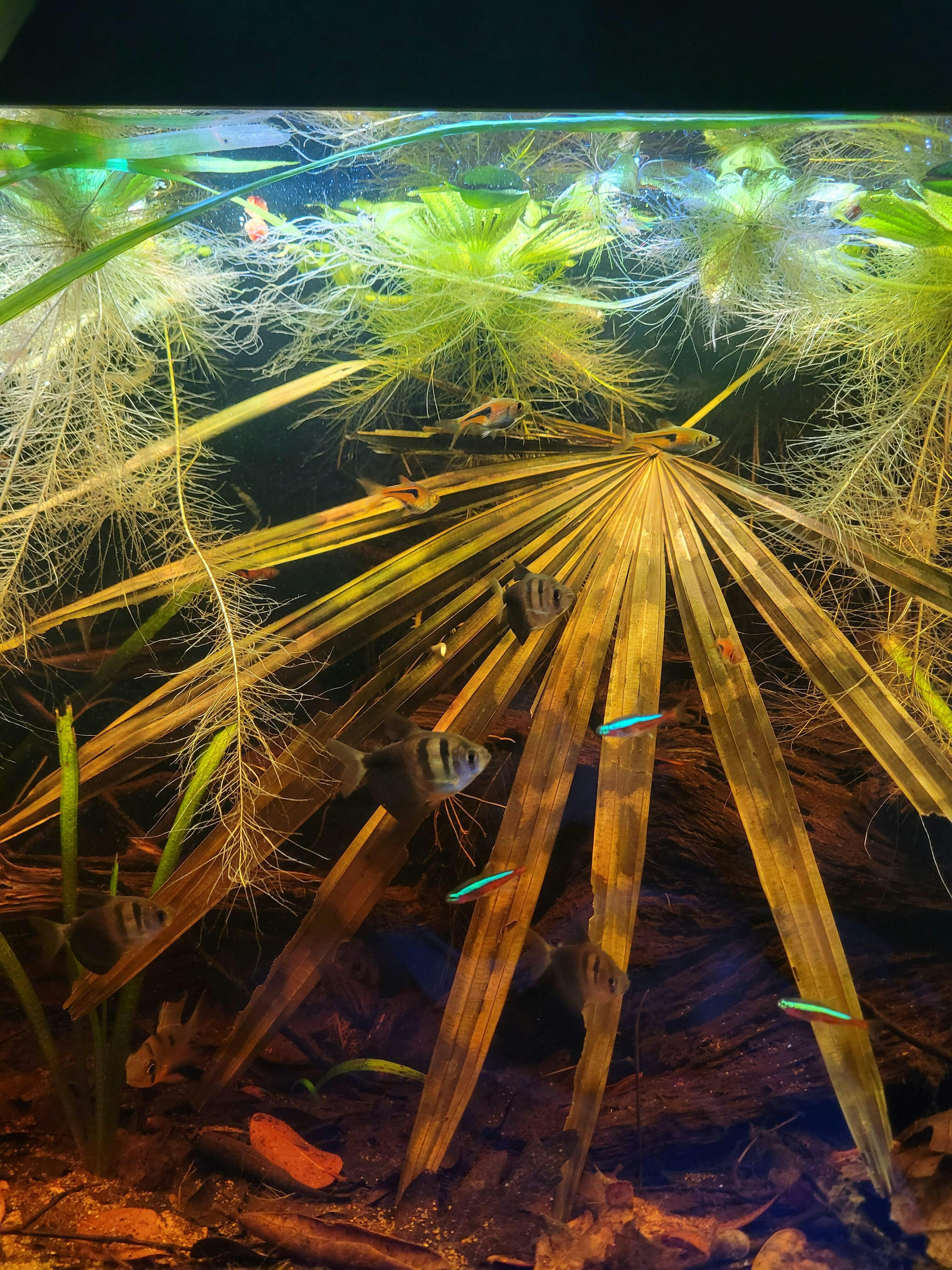 Excelsa Palm Fronds for Blackwater Aquariums | Betta Botanicals