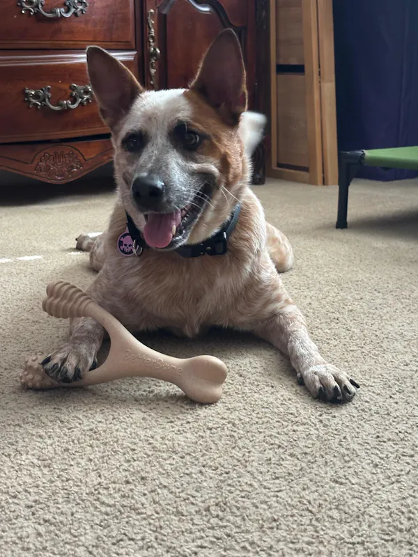 Demon Heeler approved!